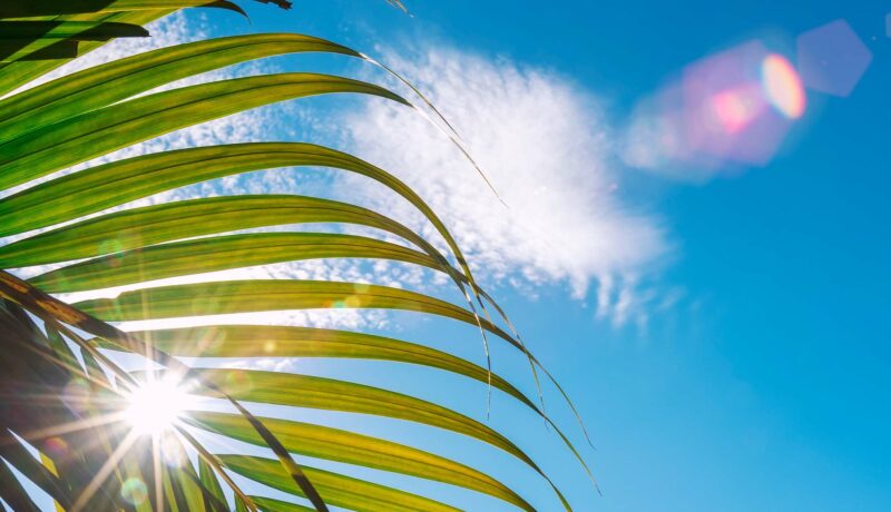 Sunny Weather